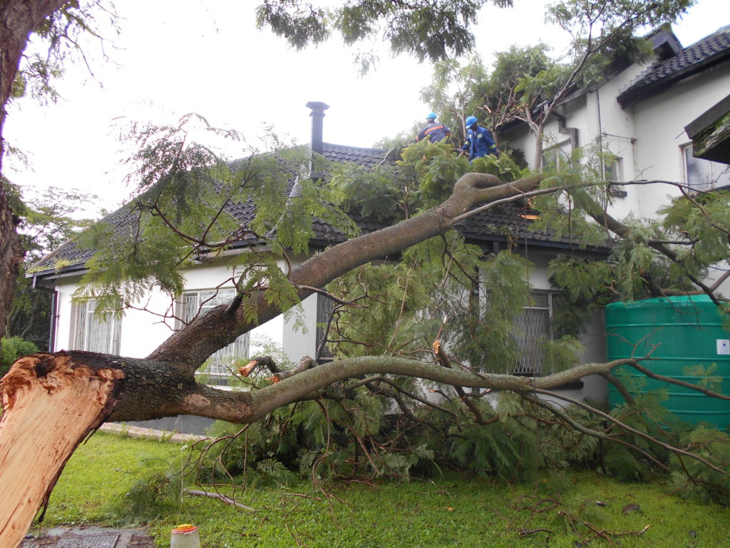 tree emergency