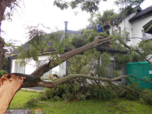 tree cutting harare