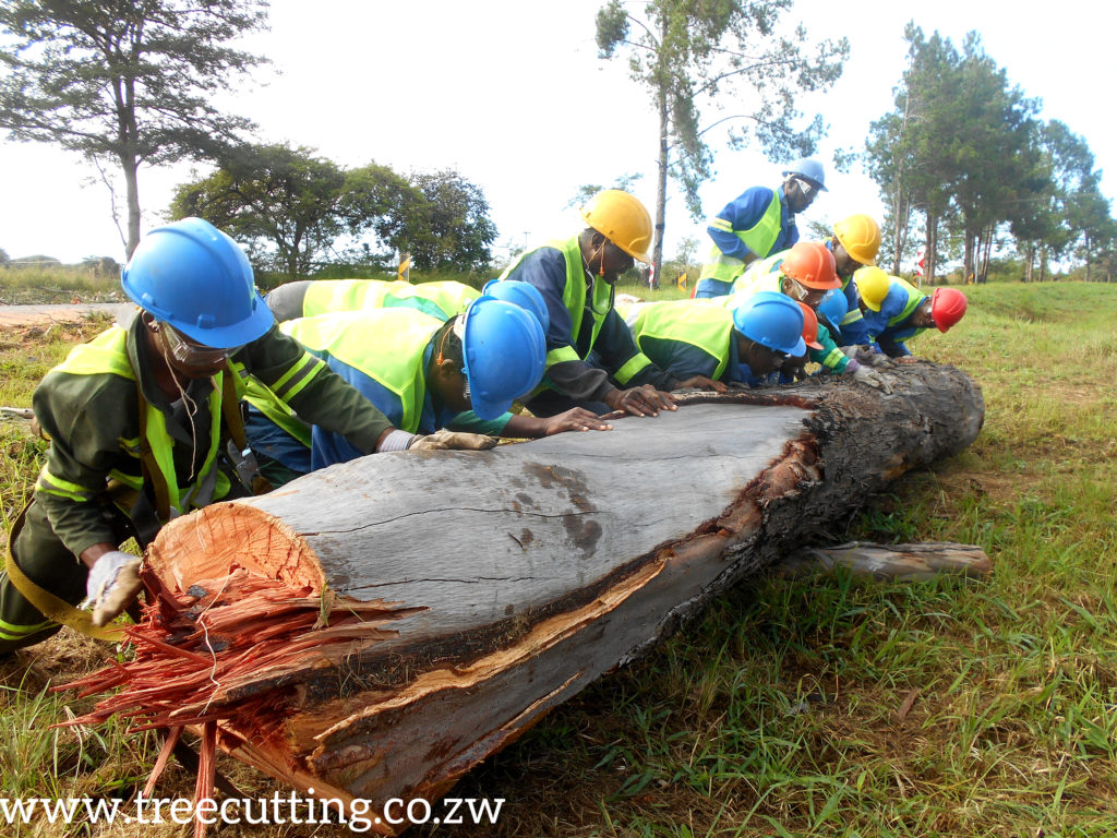 cutting and trimming trees between Nyazura and Rusape Tollgate along Highway