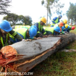 cutting and trimming trees between Nyazura and Rusape Tollgate along Highway