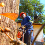 A tree Cutter Opening a Wedge