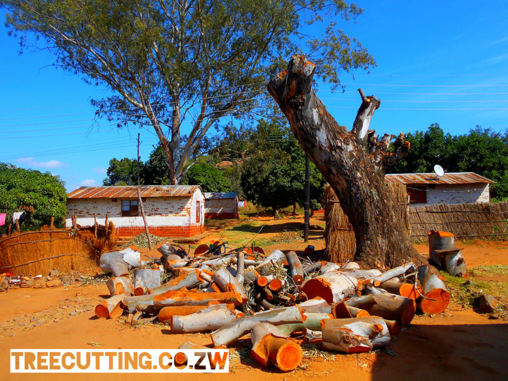 Logs Cut after tree cutting