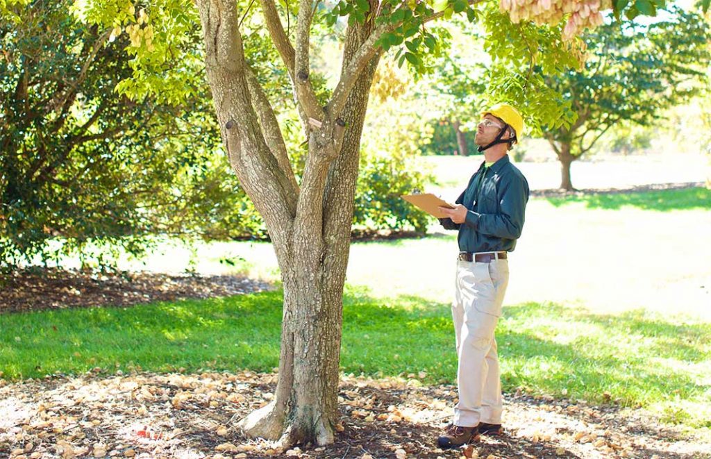 tree cutting services assessment