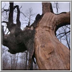 tree removal cost harare
