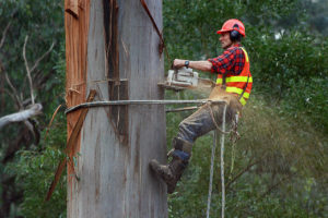 frequently asked tree cutting questions