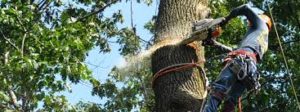 tree cutting services harare