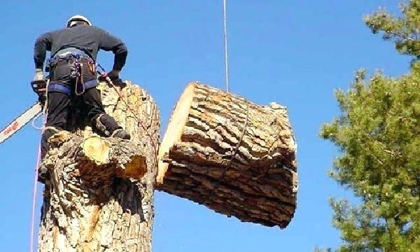 tree cutting cost harare