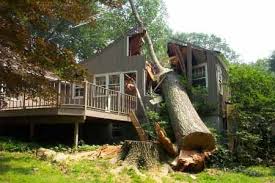 tree fallen on a building