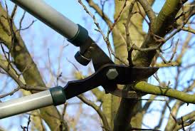 tree pruning harare